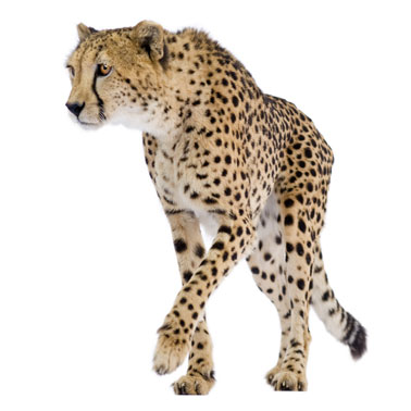cheetah-temp