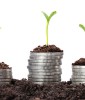 money_green_plant